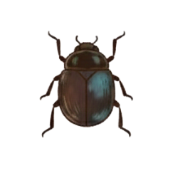Käfer